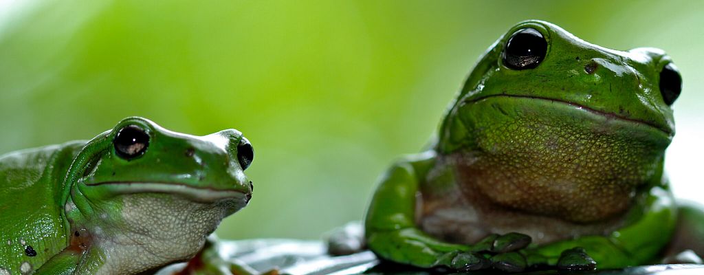 Задачи-лягушки. Как легко справиться с неприятными делами
