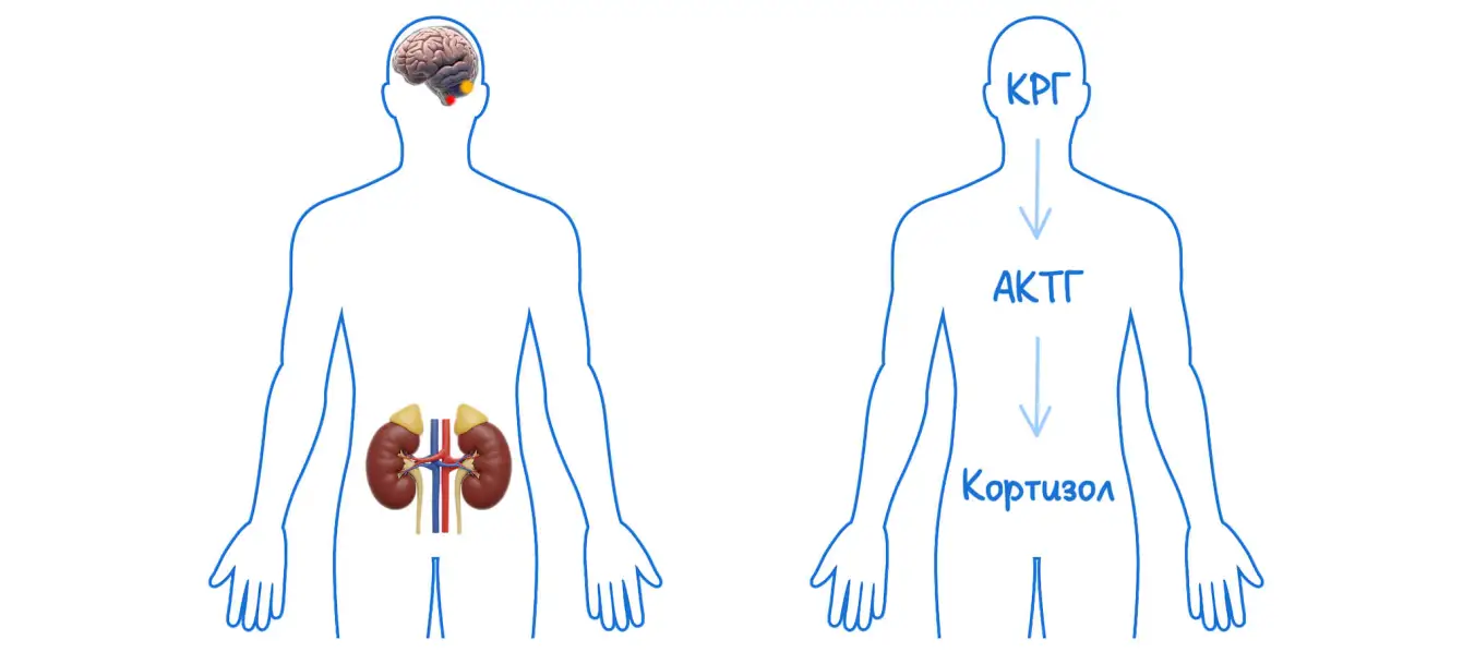 Схема ГГН-оси и механизм заедания стресса